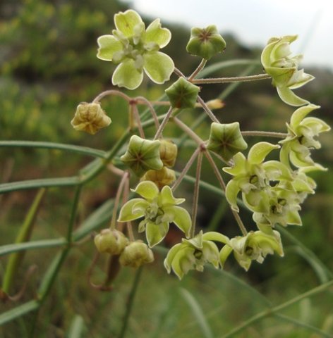 Asclepias praemorsa inflorescences